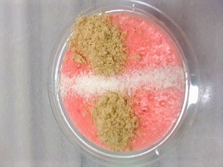 Çilekli Keşkül Tarifi En Kolay Sütlü Tatlı Tarifleri  Çilekli Keşkül Tarifi En Kolay Sütlü Tatlı Tarifleri